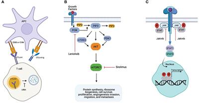 The Use of Biologic Modifiers as a Bridge to Hematopoietic Cell Transplantation in Primary Immune Regulatory Disorders